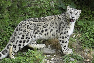 Snow leopard (Uncia uncia), captive, Switzerland, Europe