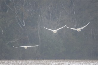 Tundra swans (Cygnus bewickii), Emsland, Lower Saxony, Germany, Europe