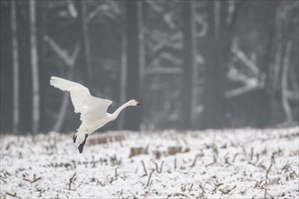 Tundra swan (Cygnus bewickii), Emsland, Lower Saxony, Germany, Europe