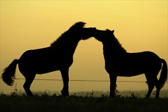 Icelandic ponies at dusk, Icelanders