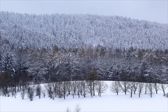 Winter landscape, Saxony, Upper Lusatia, Germany, Europe