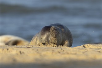 Common or Harbor seal (Phoca vitulina) adult on a coastal sandy beach, Norfolk, England, United