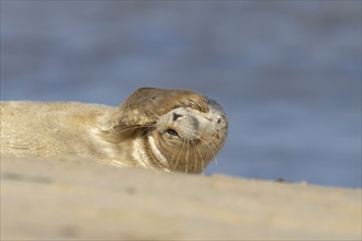 Common or Harbor seal (Phoca vitulina) juvenile baby pup resting on a coastal beach, Norfolk,