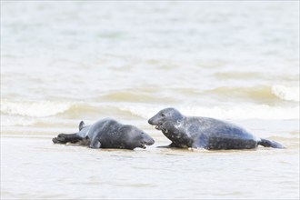 Grey (Halichoerus grypus) seal two adult animals playing in the surf of the sea, Norfolk, England,