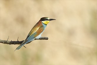 Bee-eater (Merops apiaster) sitting on a branch, side view, Rhineland-Palatinate, Germany, Europe