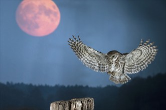 Little Owl (Athene noctua) approaching an old, weathered meadow post near Glutmond, North