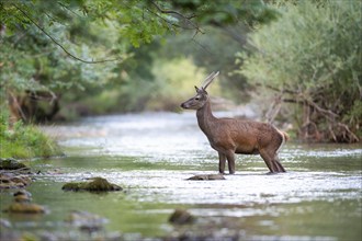 Red deer (Cervus elaphus), young red deer, spear in mountain river