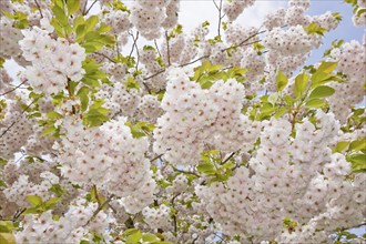 Japanese cherry blossoms