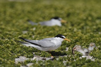 Little Tern (Sternula albifrons), juvenile with adult bird, Lower Saxon Wadden Sea National Park,