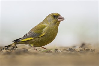 European greenfinch (Chloris chloris) male, winter feeding, feeding site, splendid dress, nuptial