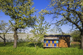 Blossoming apple orchards with beekeeping