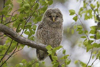 Ural owl (Strix uralensis) owlet perched in tree, Scandinavia