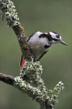 Great Spotted Woodpecker (Dendrocopos major), Greater Spotted Woodpecker male perched on branch