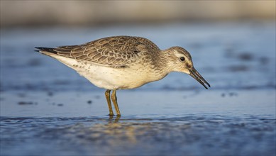 Knot, red knot (Calidris canutus) Transition from breeding to slack dress, snipe bird, foraging on