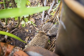 Hedgehog mother with young in the living environment of humans. A near-natural garden is a good