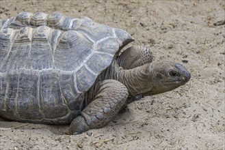 Aldabra giant tortoise (Aldabrachelys gigantea) (Testudo gigantea) native to the islands of the