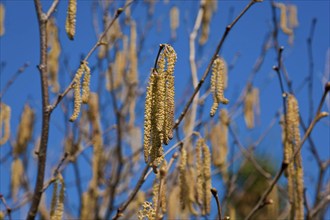 Male catkins of the hazelnut