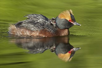 Horned grebe (Podiceps auritus) in breeding plumage swimming in lake while carrying chick on its