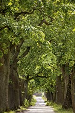 Avenue with old oaks in the Sababurg Zoo, Hofgeismar, Reinhardswald, Hesse, Germany, Europe