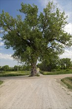 Brayton, Iowa, Tree in the Road. A large cottonwood growing in the middle of an intersection of two