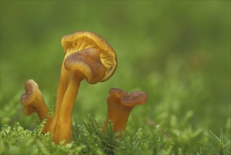 Yellow-stemmed trumpet chanterelle (Cantharellus tubaeformi) in moss, four, yellow, trumpet