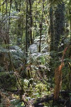 Silver tree fern (Cyathea dealbata), Lake Matheson Trail, New Zealand, Oceania