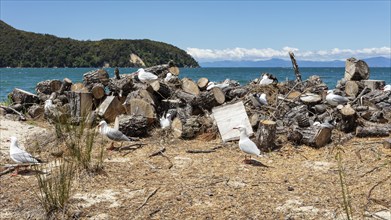 Wood, Abel Tasman Coast Track, Apple Tree Bay, Kaiteriteri, New Zealand, Oceania