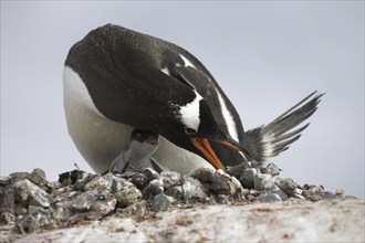 Gentoo Penguin (Pygoscelis papua) with chick rearranging stones around nest in rookery at Petermann