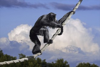 Siamang (Symphalangus syndactylus) climbing liana, arboreal black-furred gibbon native to the