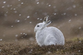 Mountain hare (Lepus timidus), Alpine hare, snow hare in white winter pelage resting in moorland,