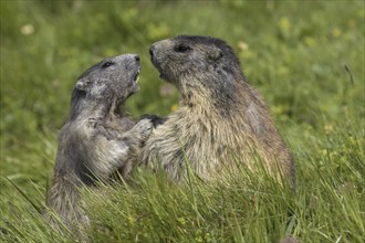 Alpine marmot (Marmota marmota) adult playing with young, Hohe Tauern National Park, Carinthia,