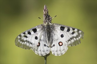 Mountain Apollo (Parnassius apollo) butterfly perched on grass stem, native to alpine meadows and