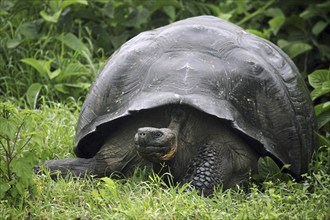 Galapagos giant tortoise (Chelonoidis nigra) (Geochelone elephantopus) in the Darwin Station, Santa