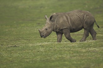 White rhinoceros (Ceratotherium simun), young animal, captive