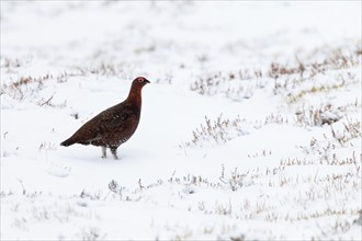 Red grouse (Lagopus lagopus scoticus), Scottish Willow Grouse, Red Grouse, Cairngorms NP, Scotland,