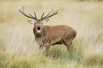 Red Deer (Cervus elaphus)