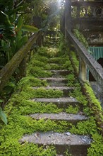 Overgrown mossy, dilapidated staircase, path, steps, Paronella Park, Innisfail, Queensland,