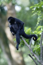 Black Spider Monkey (Ateles paniscus), Black Spider Monkey