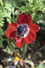 Windflower, Germany (Anemone coronaria)