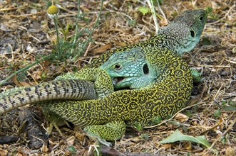 Ocellated lizard (Timon lepidus), eyed lizards, jeweled lacerta (Lacerta lepida) couple mating,