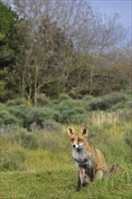 Red fox (Vulpes vulpes) sitting in the grassland at the edge of the forest in autumn