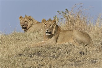 Two young lions (Panthera leo), Massai Mara, Serengeti, Rift Valley province, Kenya, Africa