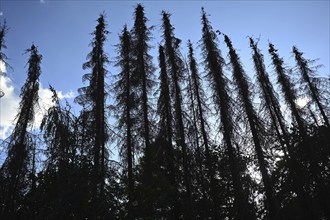 Forest damage in the Sauerland region has caused about 40 % of the spruce population, especially in