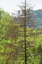 More than 40% of the forest in Sauerland is damaged, but in the Corona crisis many walkers are