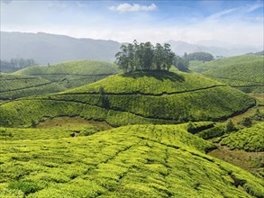 Indian tea concept background, tea plantations. Munnar, Kerala, India, Asia