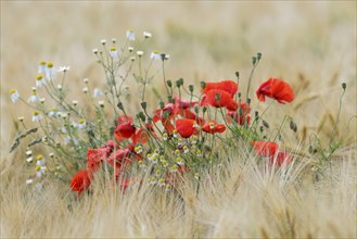 Field of grain with poppy flowers (Papaver rhoeas) and mayweed (Matricaria), North