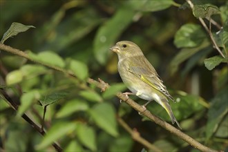 European greenfinch (carduelis chloris), female, sitting on a branch in a bush, Wilden, North