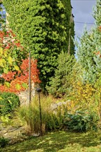 Section of a garden plot with overgrown wall in autumn