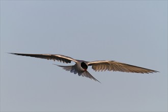 Common Tern (Sterna hirundo), flight study, animal in flight, Lower Saxon Wadden Sea National Park,