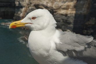 Yellow-legged gull (Larus michahellis), portrait, Italy, Europe